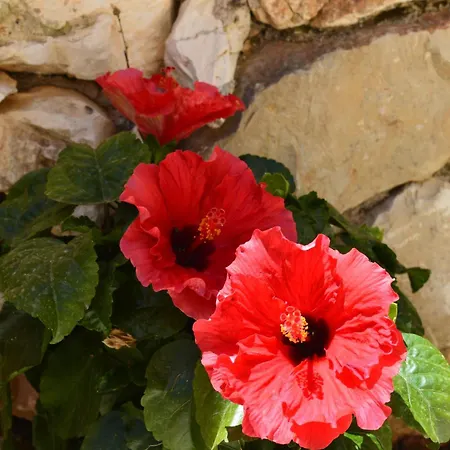 Julieta Stone Βίλα *
